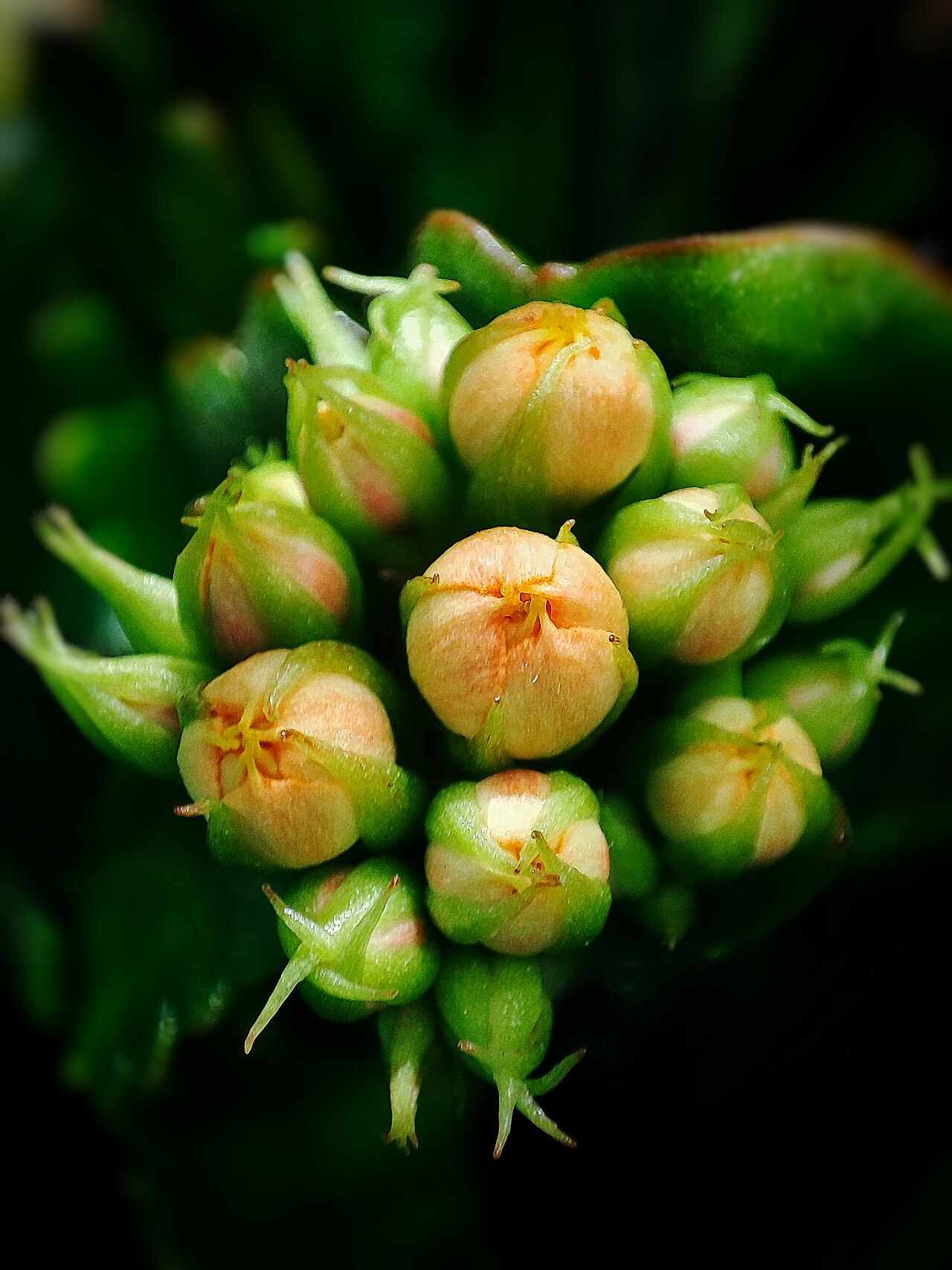 Fotografía macro: descubrir el mundo pequeño